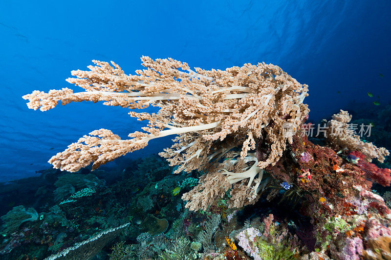 树皮珊瑚，非常强的洋流，科莫多国家公园，印度尼西亚