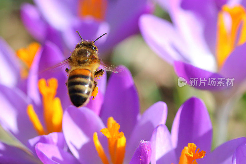 蜜蜂在番红花花坛上飞翔