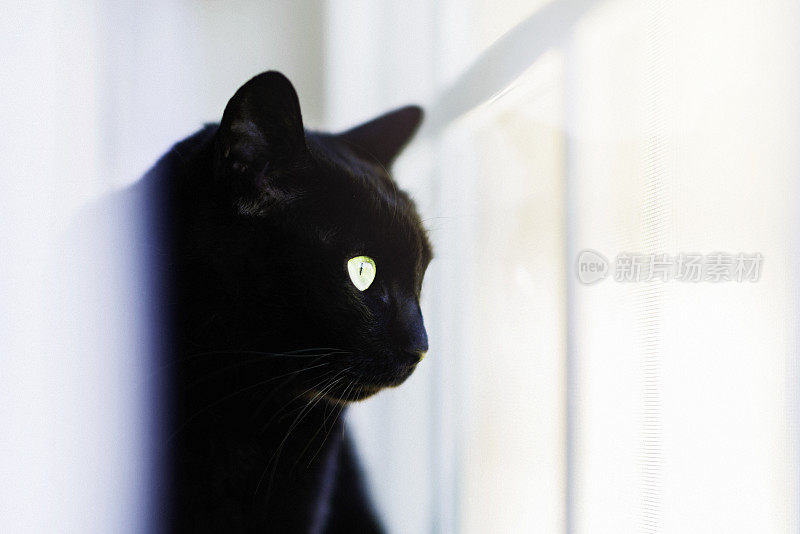 漂亮的黑猫看着窗外的花边窗帘