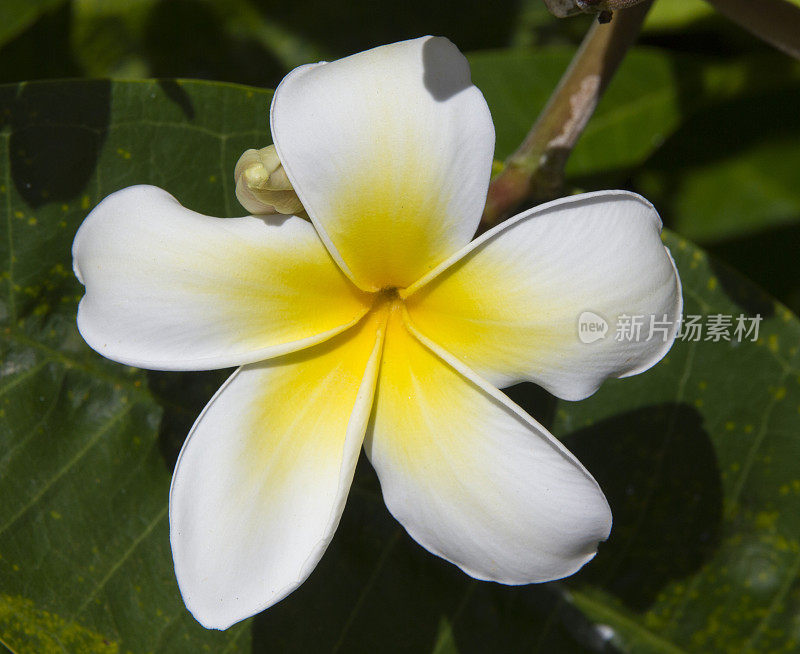 特写的白色和黄色鸡蛋花