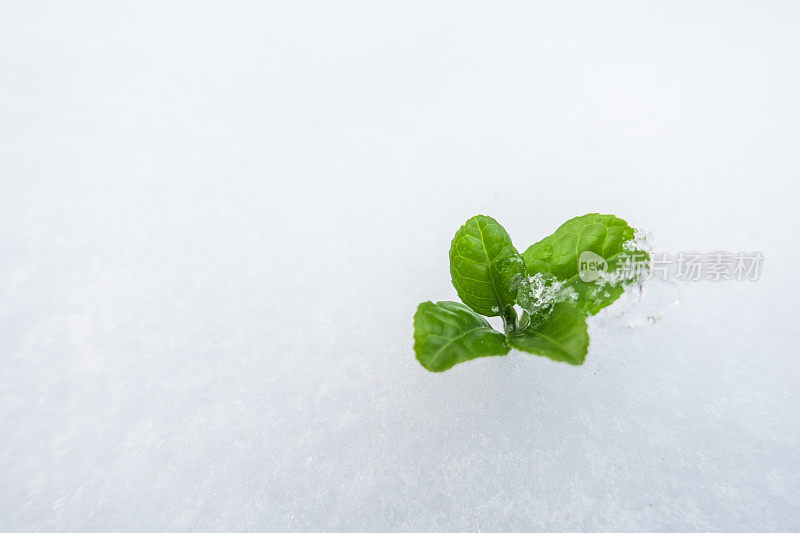 新生命从雪中生长