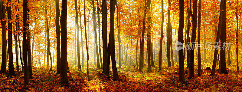 彩色的全景秋天山毛榉树森林被阳光照亮