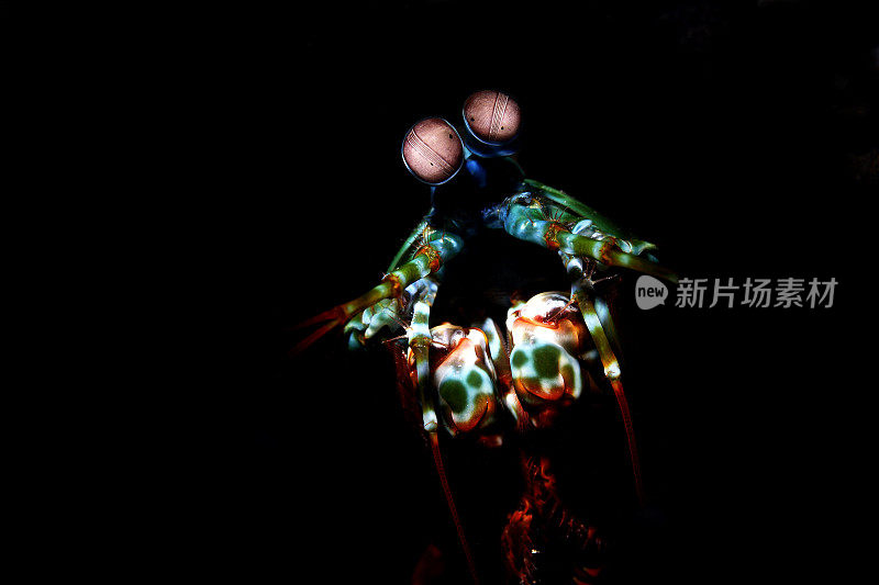 孔雀螳螂虾