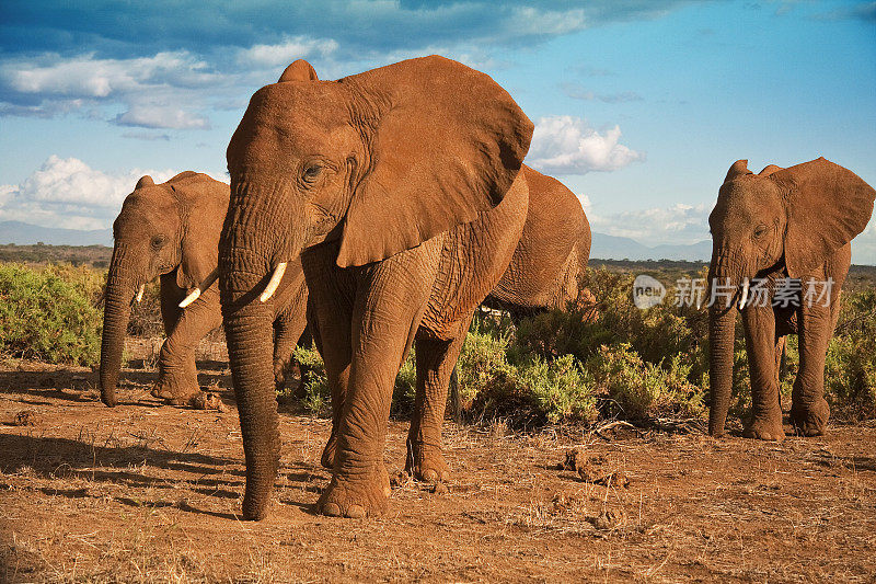 蓝天下的非洲大象母系社会