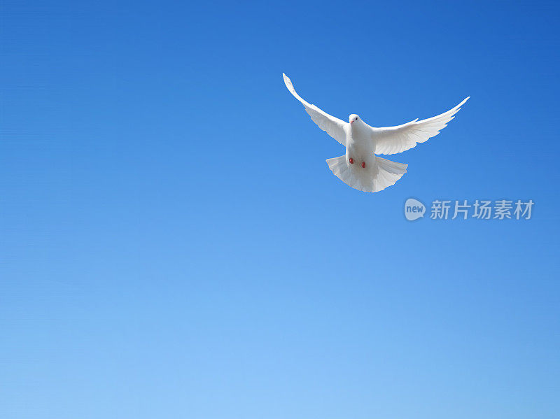白鸽在天空中飞翔