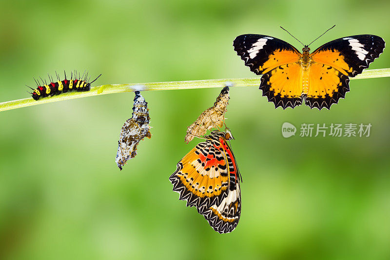 雄性草蛉蝶的生命周期