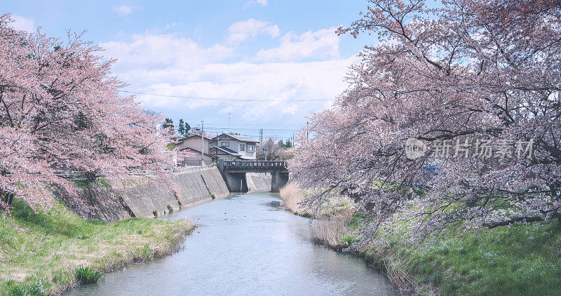 樱花或樱花靠近菊田站，日本