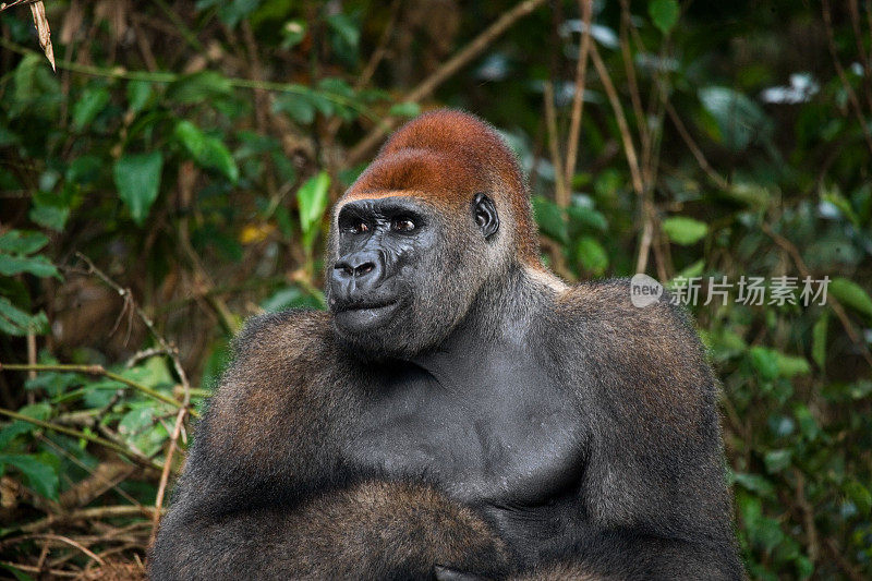 低地大猩猩的肖像。刚果共和国。