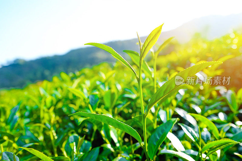 新鲜有机茶芽、茶叶种植，台湾蓝天阿里山著名的乌龙茶产区