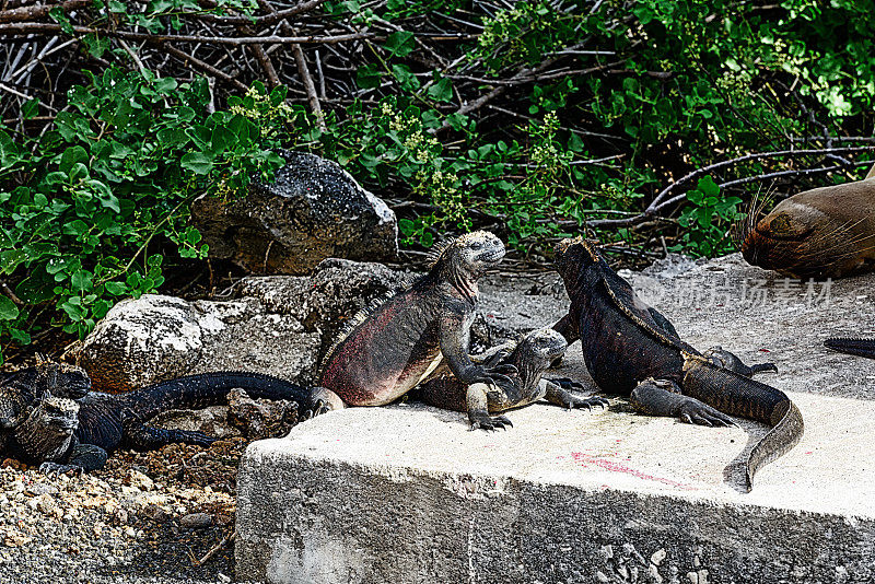 加拉帕戈斯群岛码头上的海鬣蜥