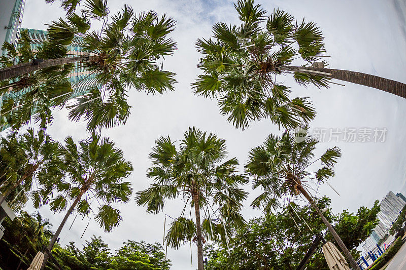 棕榈树，泰国曼谷