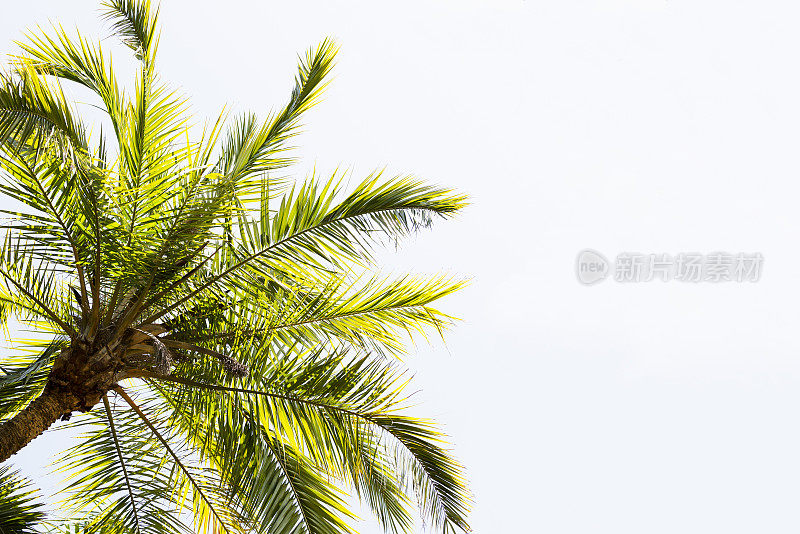 棕榈树的叶子映衬着天空，自然的背景，复制空间
