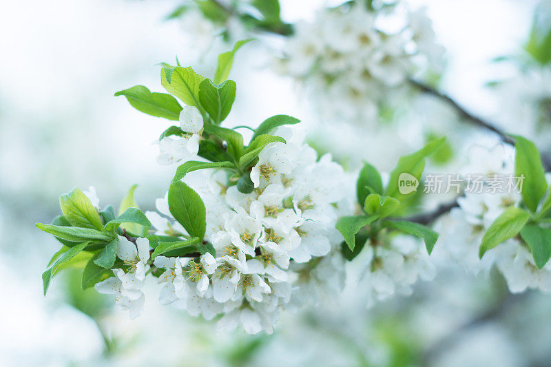 白梅树开花，特写带浅景深。