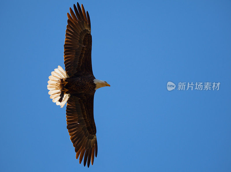 秃鹰在蓝天上飞翔，爪子里有鱼