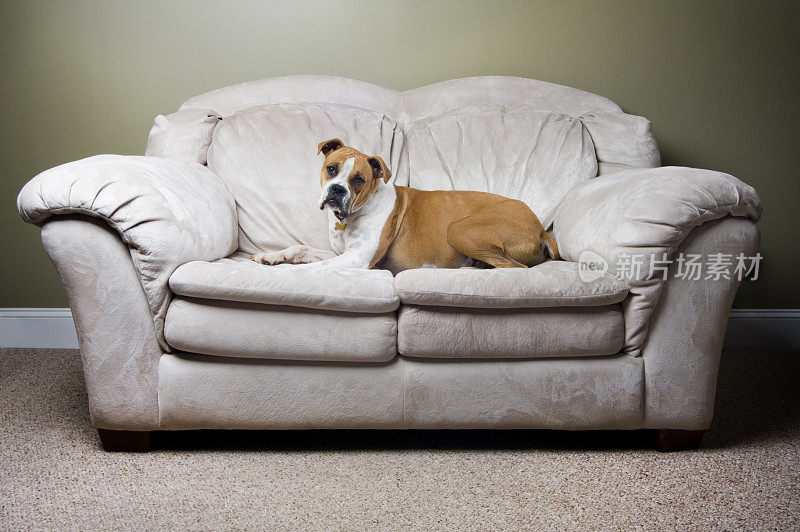 拳师犬躺在舒适的沙发上