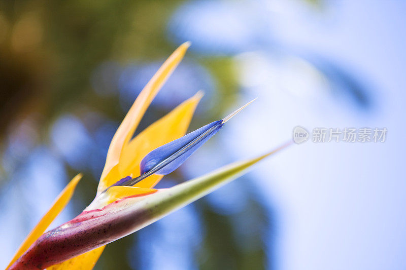 海里康属植物花