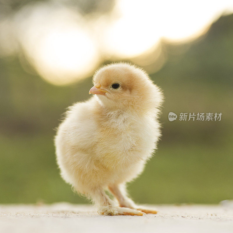 牛子，小矮脚鸡