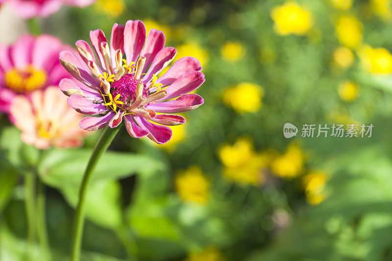 美丽Zinnia