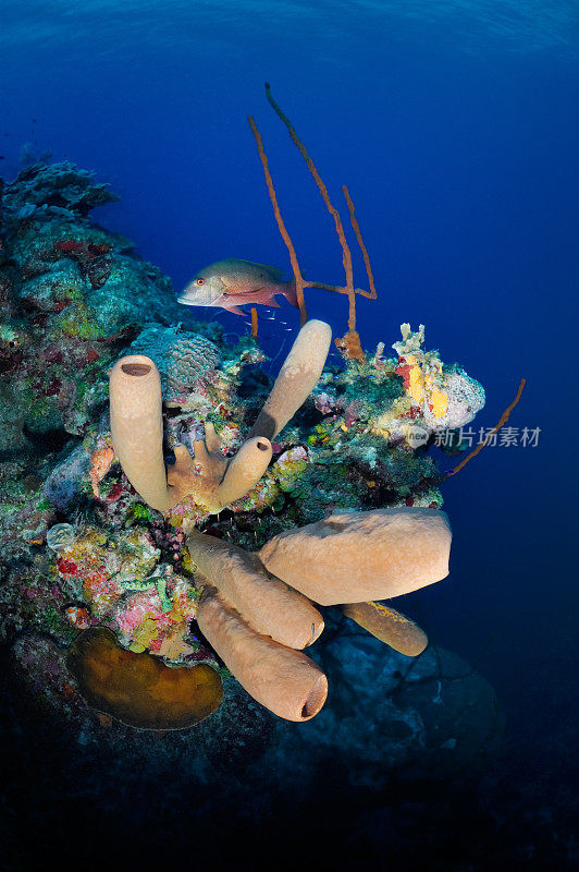 海洋生物