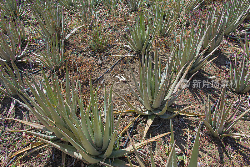 龙舌兰种植与灌溉系统