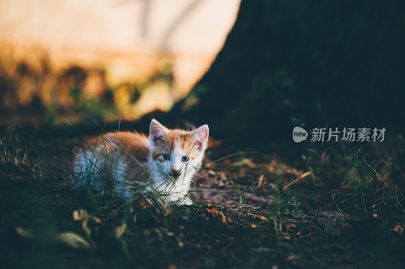 小猫坐在傍晚的灯光下