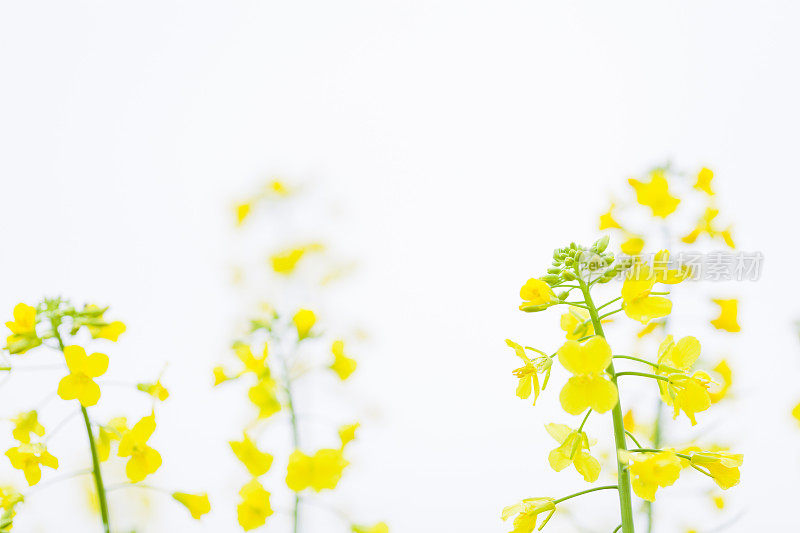 油菜花与芽