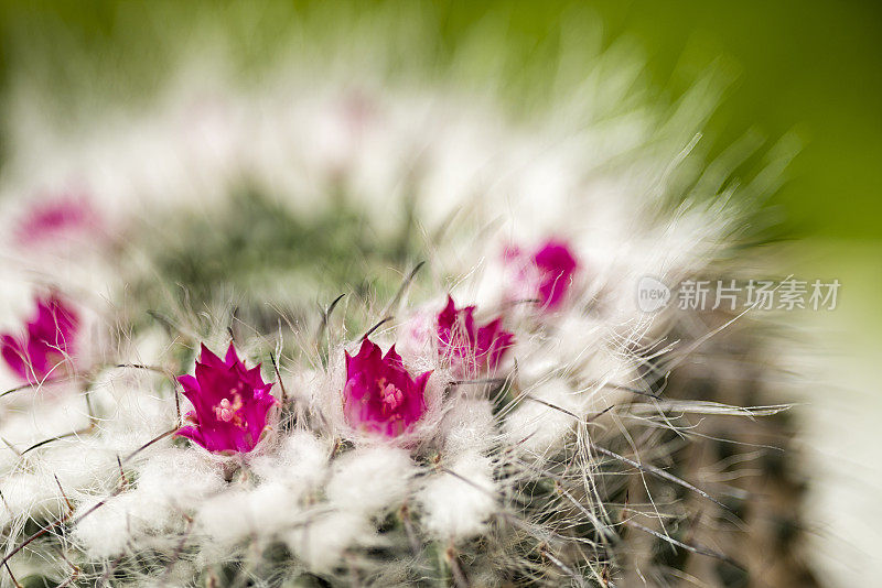 仙人掌开花