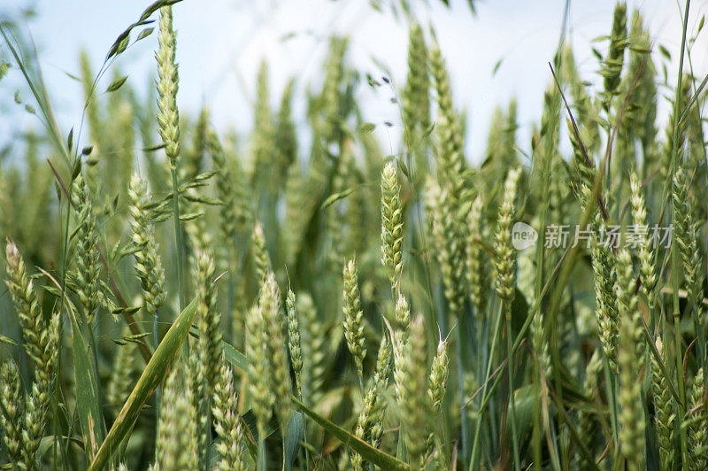 田地里的小麦，特写。