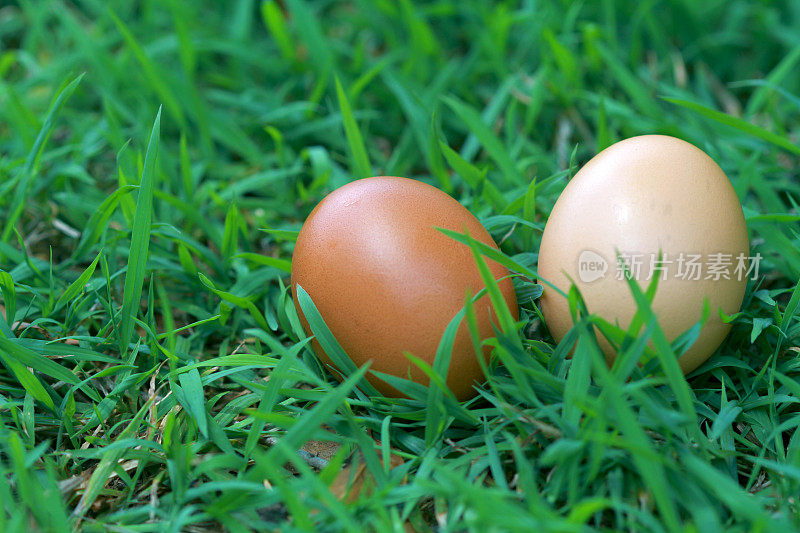 两个有机鸡蛋躺在草地上