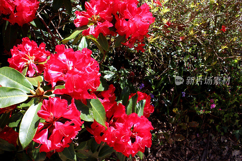 大朵的红色杜鹃花映入了春天的花园