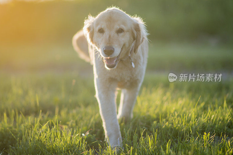 金毛猎犬