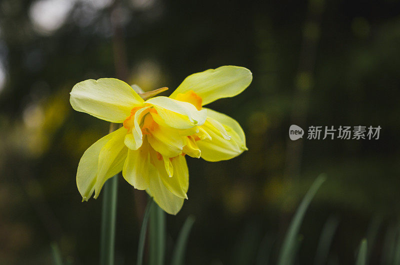 黄水仙(水仙花)