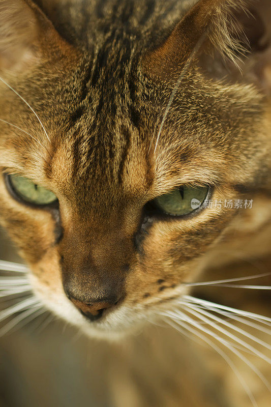 雌性孟加拉猫的特写与绿色的眼睛。