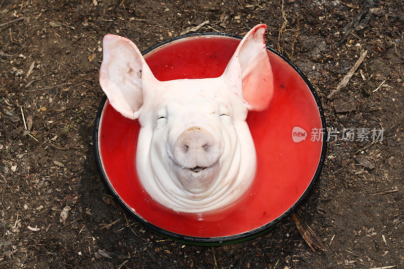 猪的微笑