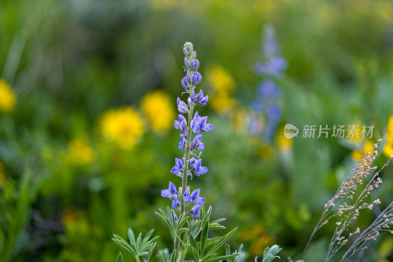 风景优美的野花草地