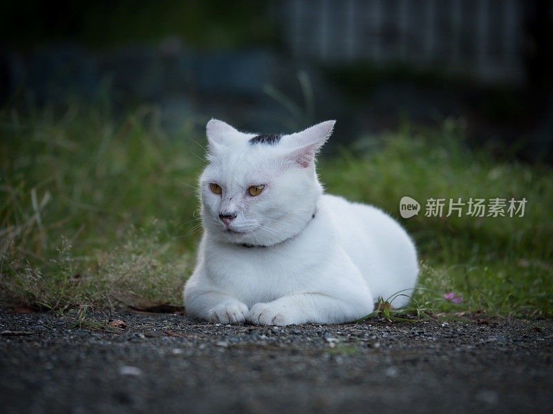 只流浪猫