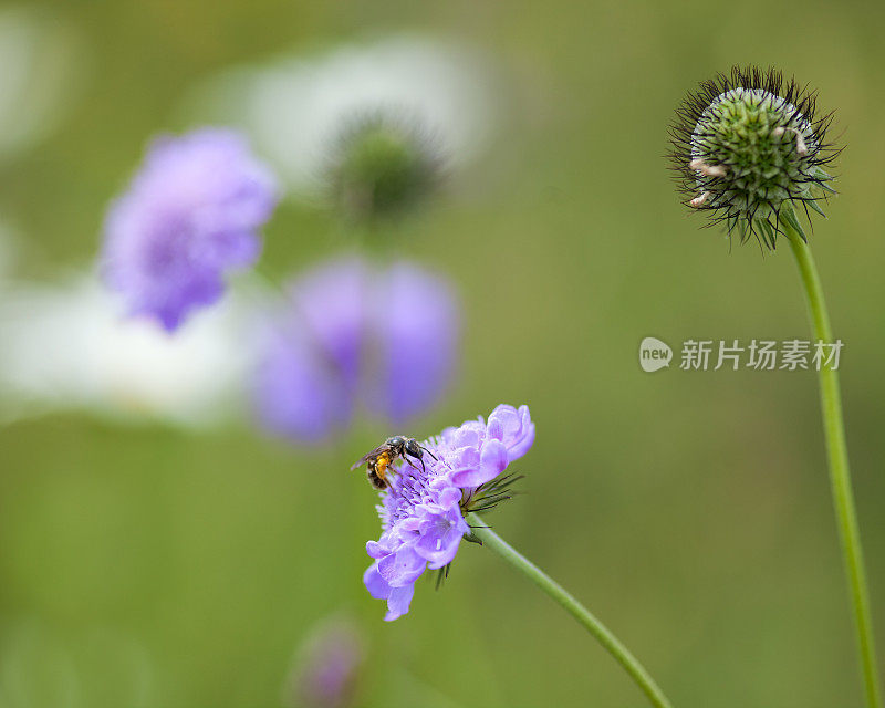 蜜蜂坐在斯卡比奥萨上