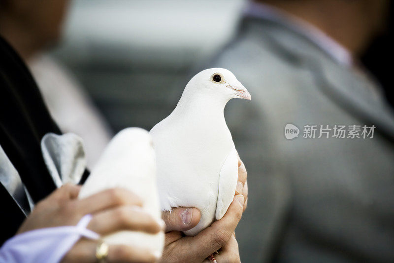 白色婚礼鸽子