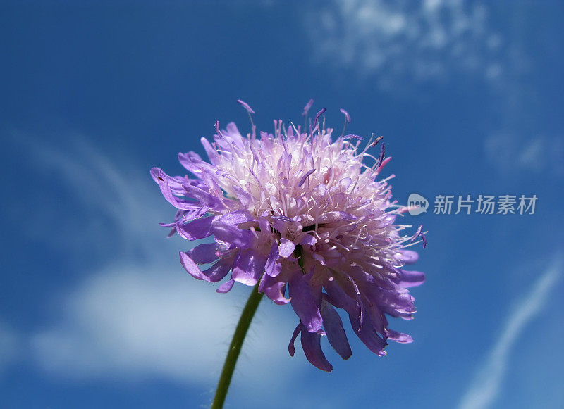 蓝天下紫花植物特写