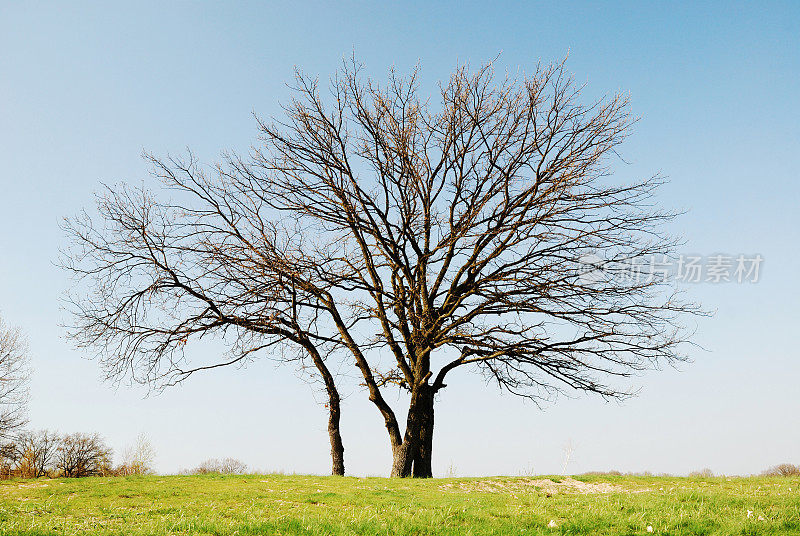 光秃秃的树木映衬着蓝天。大自然的大觉醒