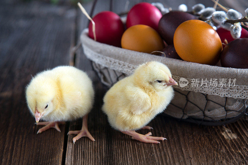 复活节彩蛋和小鸡