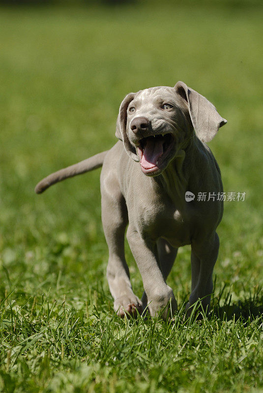 魏玛猎狗幼犬