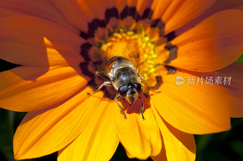 黄色和橙色的戈贝尔雏菊和蜜蜂