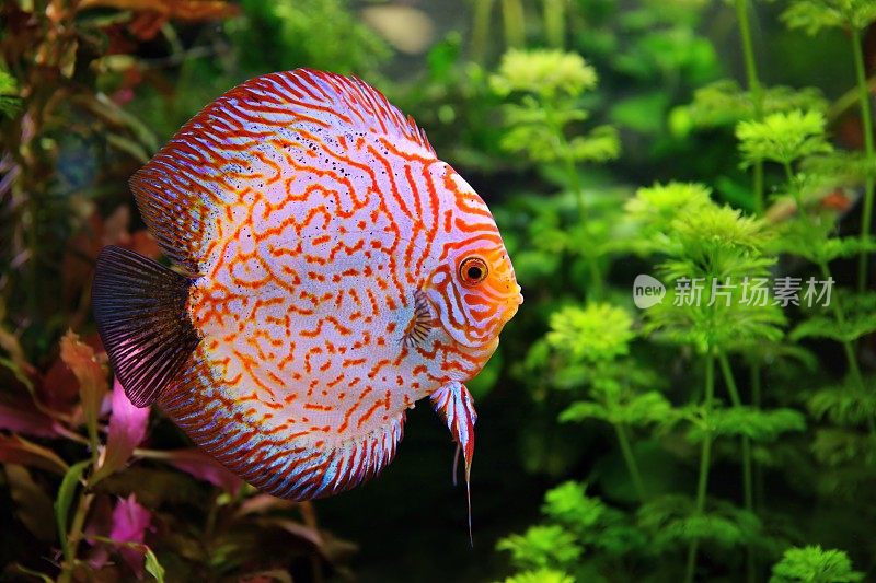 七彩鱼(合藻目)，水族馆里的多色慈鲷科动物