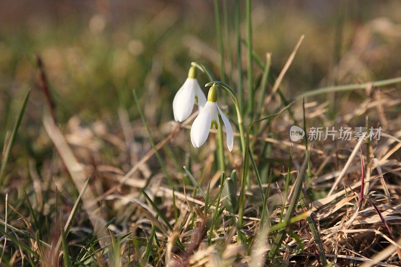 雪花莲