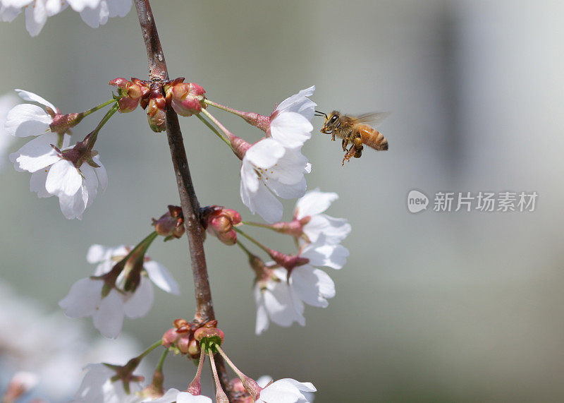 蜜蜂给花授粉