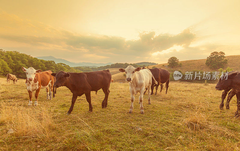 牛群在小山谷里吃草