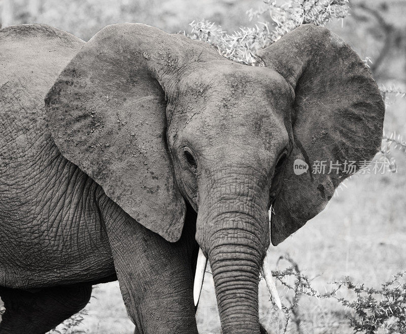 大象准备攻击。坦桑尼亚塞卢斯野生动物保护区。