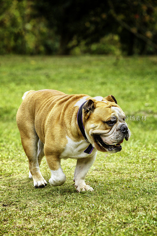 正面的英国斗牛犬，行走