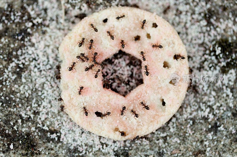 蚂蚁吃饼干